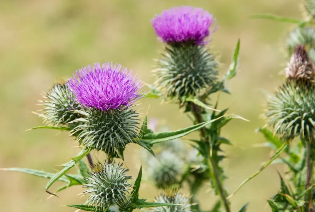 Milk Thistle A Traditional Remedy for Liver Health