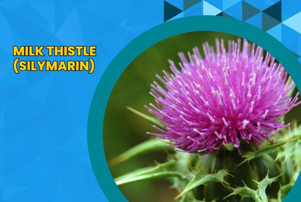 Image: Milk Thistle (Silymarin)